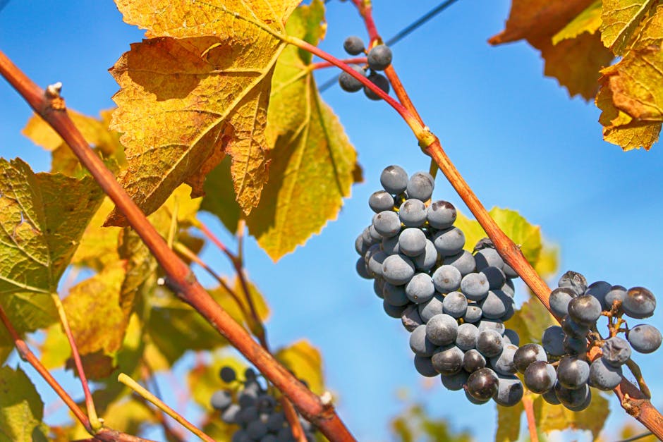 Close-up of a grapevine with ripe black grapes and golden leaves, showcasing autumn's beauty.